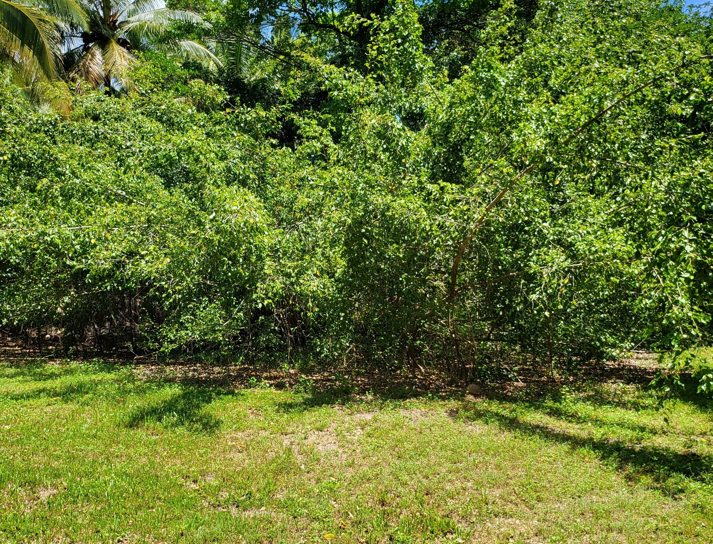 37 Bougainvillea Street, COOYA BEACH QLD 4873, Cooya Beach - Thumbnail 3