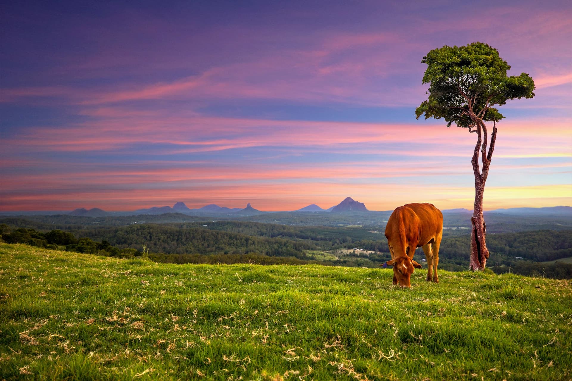 Maleny, Maleny - Thumbnail 7
