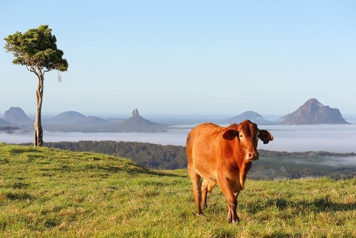 Maleny, Maleny - Thumbnail 8