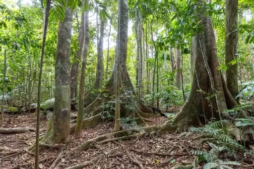 Cape Tribulation, Cape Tribulation - Thumbnail 3
