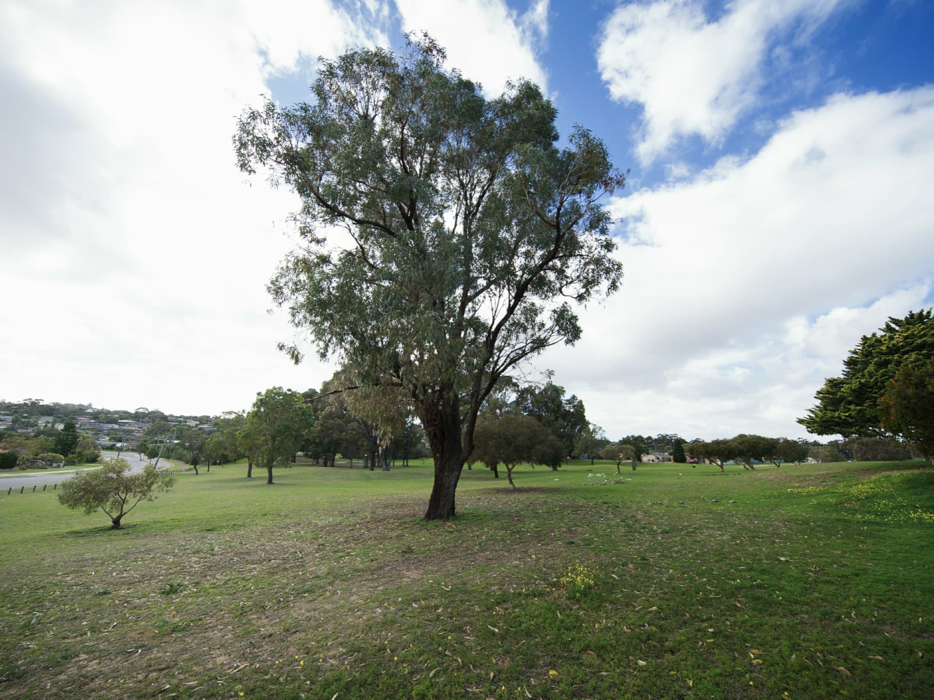 148 Craigie Drive Craigie WA, Craigie - Thumbnail 3