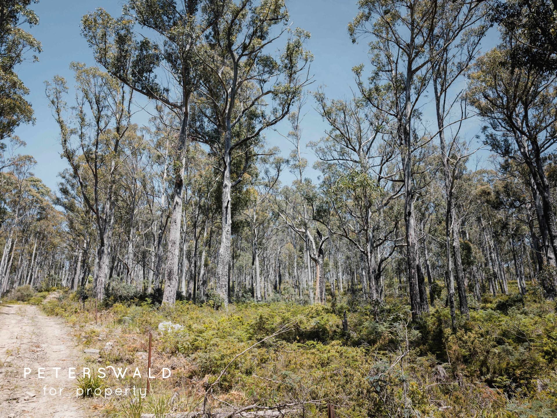 Lot 3 Basils Road, Pelham TAS 7030, Pelham - Thumbnail 7
