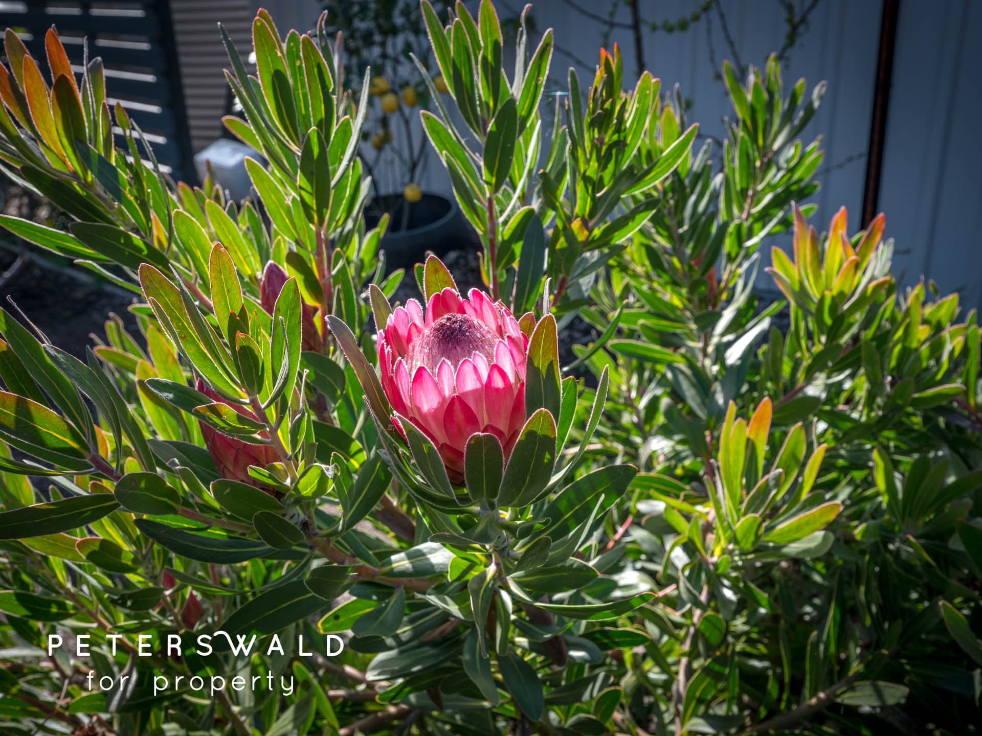 8 Bisdee Street, South Arm TAS 7022, South Arm - Thumbnail 3