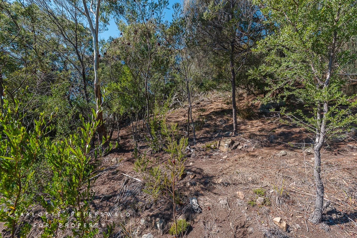 24 Aotea Road, Sandy Bay TAS 7005, Sandy Bay - Thumbnail 6
