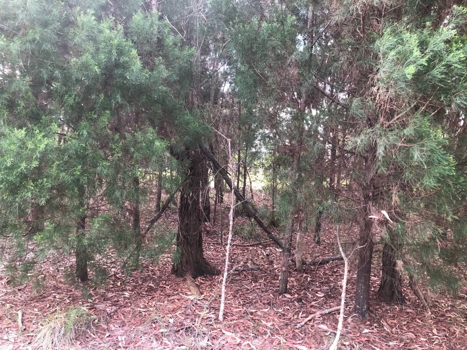 8 Arthur St, Macleay Island, Macleay Island - Thumbnail 4