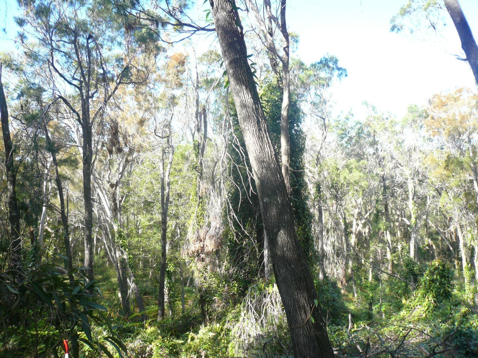 18 Timothy Street, Macleay Island, Macleay Island - Image 1