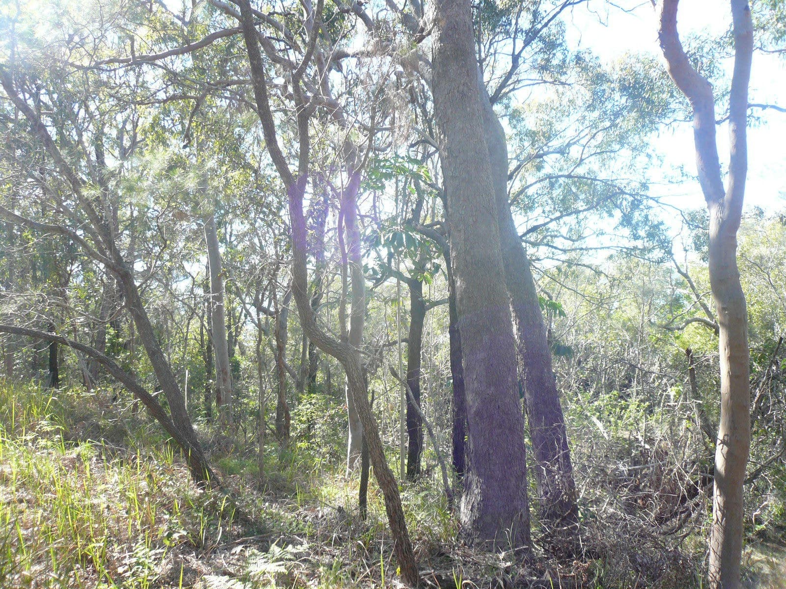 15 Blue Bay Crescent, Macleay Island, Macleay Island - Thumbnail 3