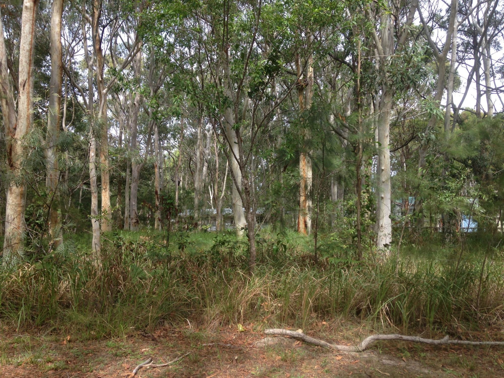 18 Parakeet Street, Macleay Island, Macleay Island - Thumbnail 2