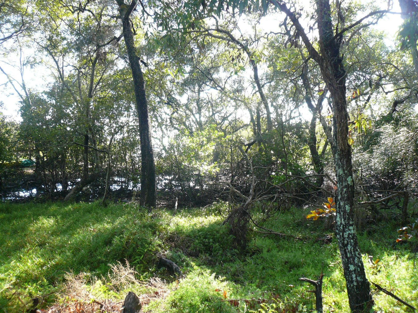 21 Beelong Street, Macleay Island, Macleay Island - Thumbnail 5