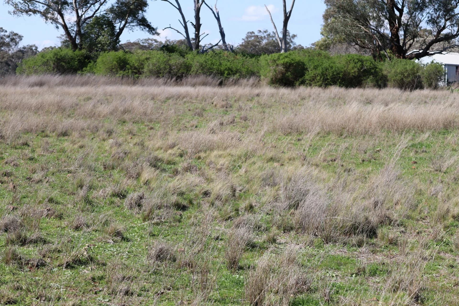 48 Dunedoo Street, Dunedoo NSW 2844, Cobbora - Thumbnail 2