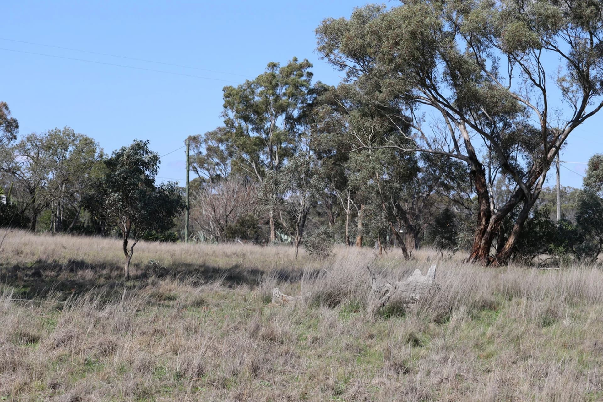 48 Dunedoo Street, Dunedoo NSW 2844, Cobbora - Thumbnail 4