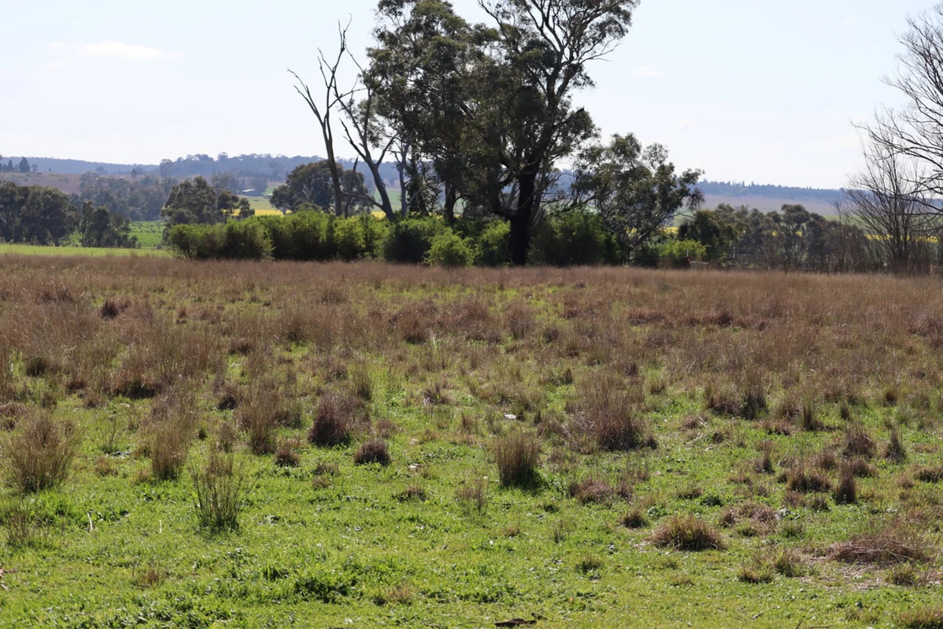 37 Birriwa Street, Dunedoo NSW 2844, Dunedoo - Thumbnail 4