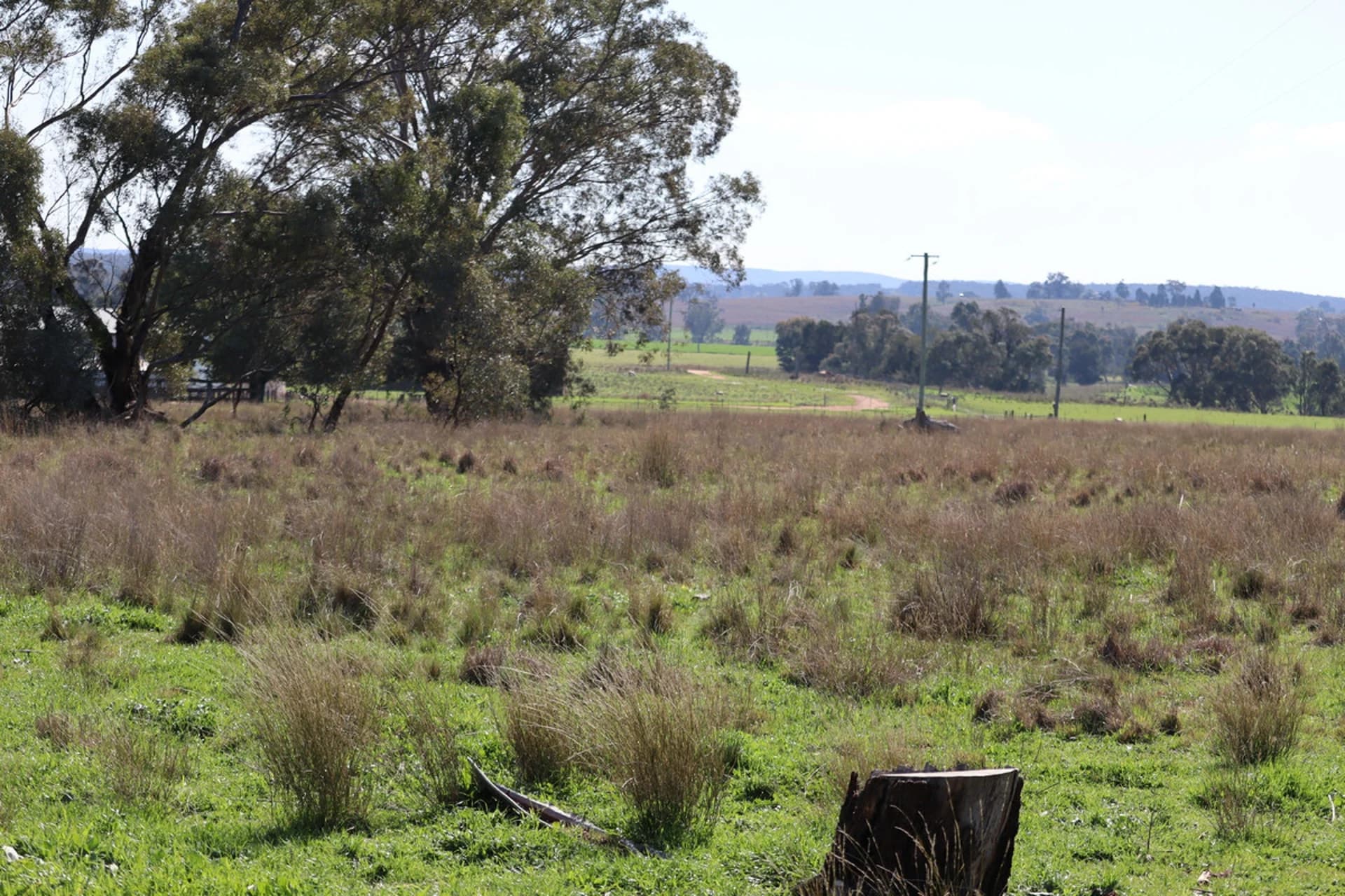 37 Birriwa Street, Dunedoo NSW 2844, Dunedoo - Thumbnail 5