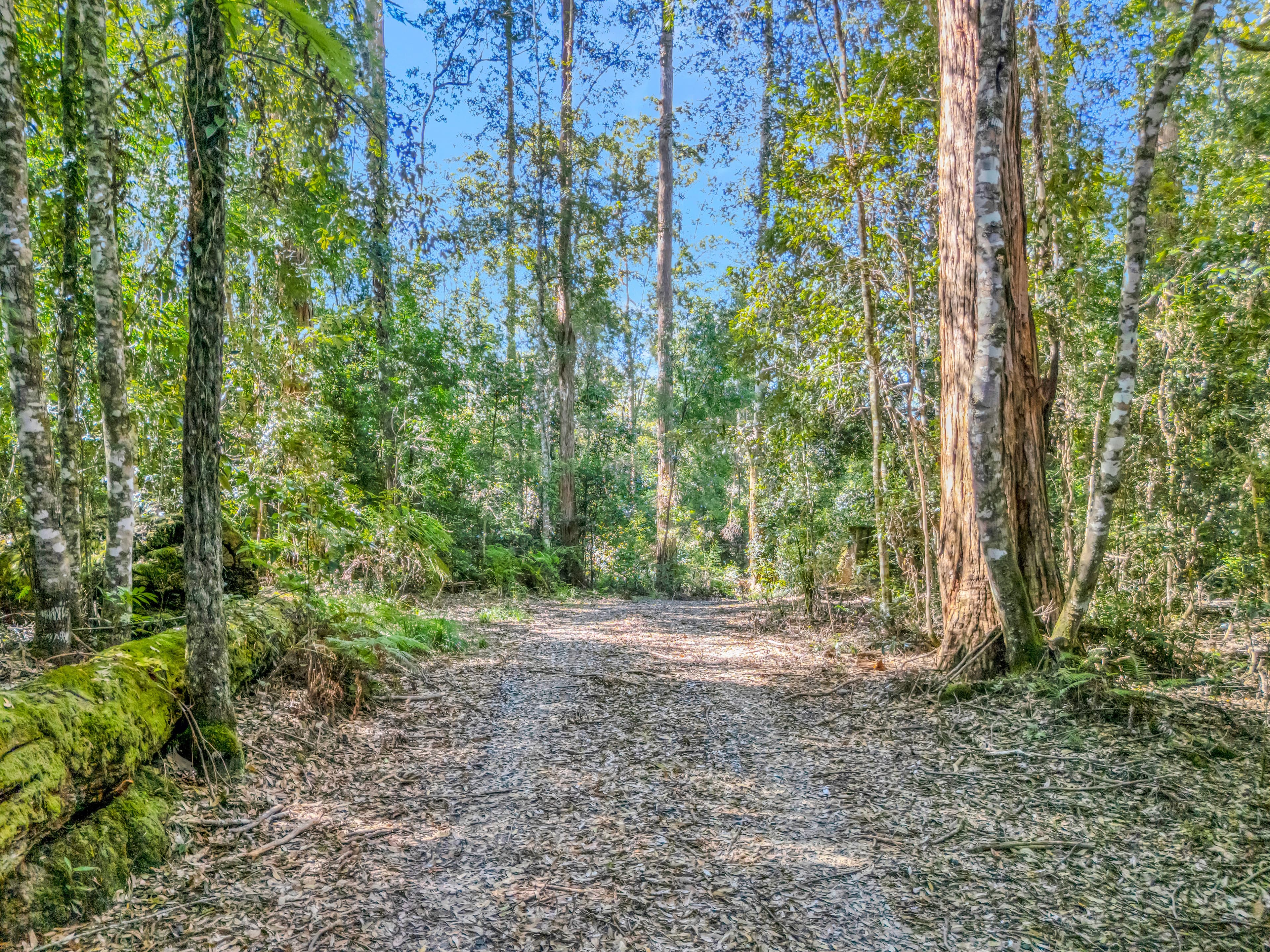 776 Lower Bielsdown Road, Tallowwood Ridge NSW 2453, Tallowwood Ridge - Thumbnail 3