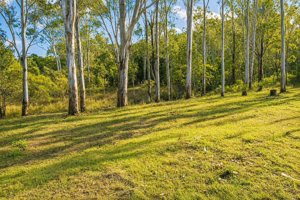 5 Simpson Street, Drake Village NSW 2469, Drake Village - Thumbnail 5