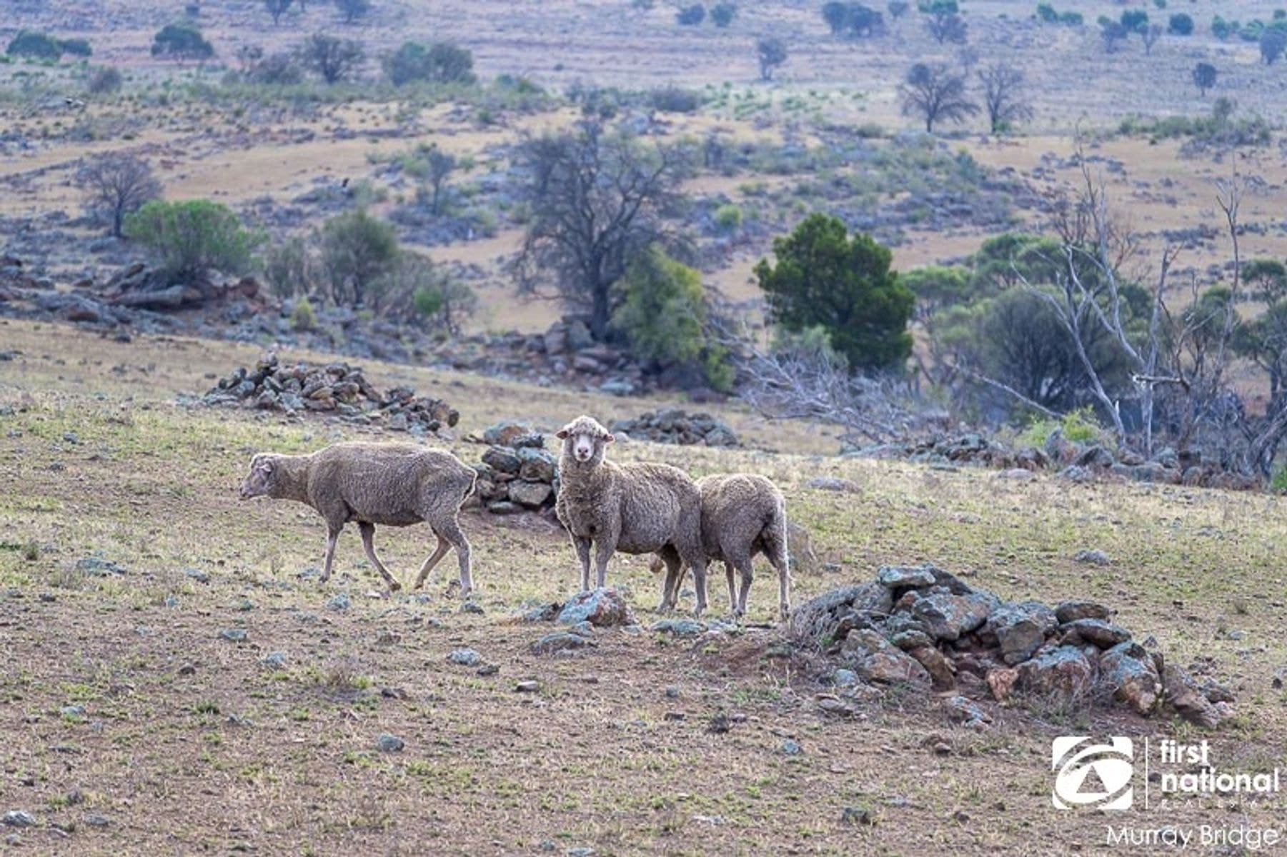 Section 359 Law Road, Rockleigh SA 5254, Rockleigh - Thumbnail 4
