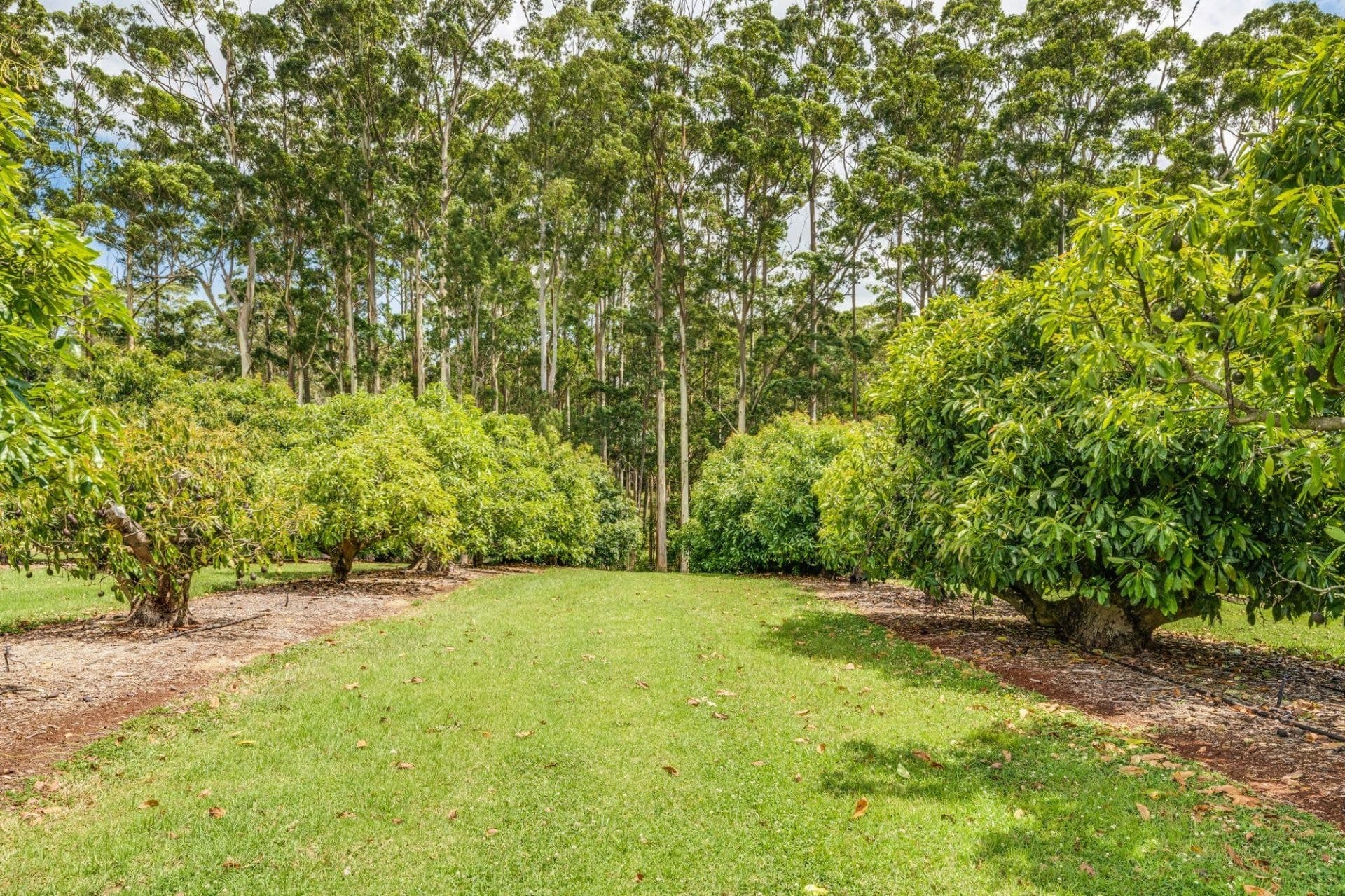Lot 9/41- 43 Manitzky Road, Tamborine Mountain - Thumbnail 3