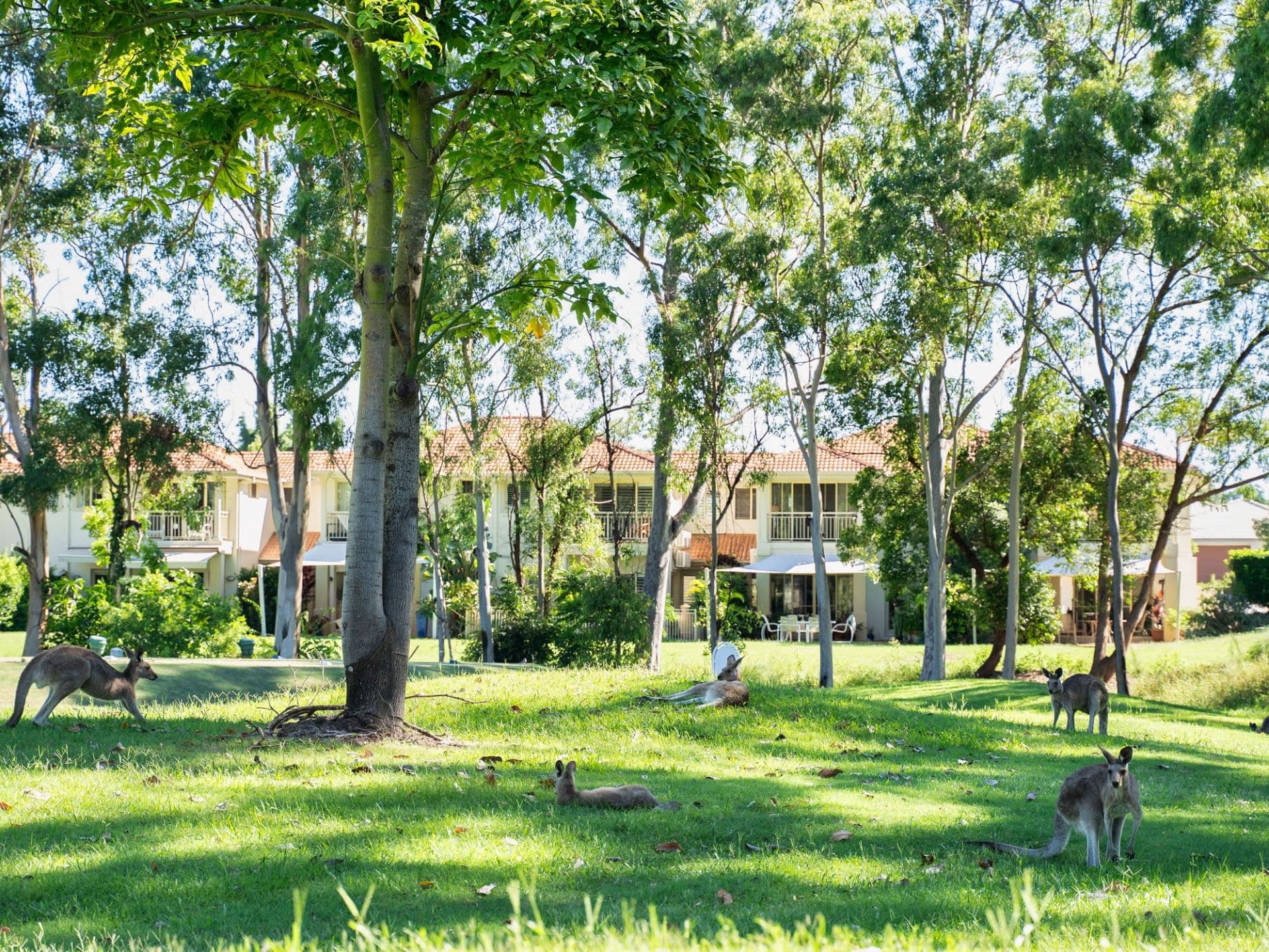 8120 Magnolia Gardens Court, Hope Island - Thumbnail 6