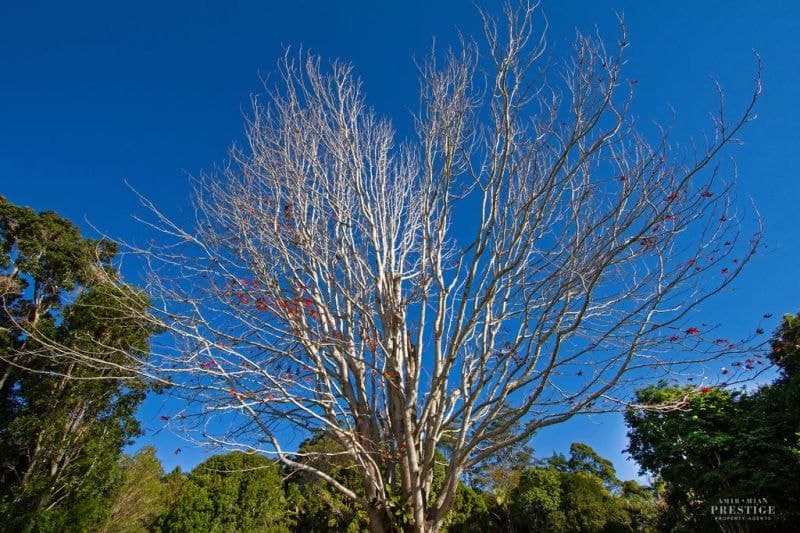 19-23 Alpine Terrace, Tamborine Mountain - Image 1