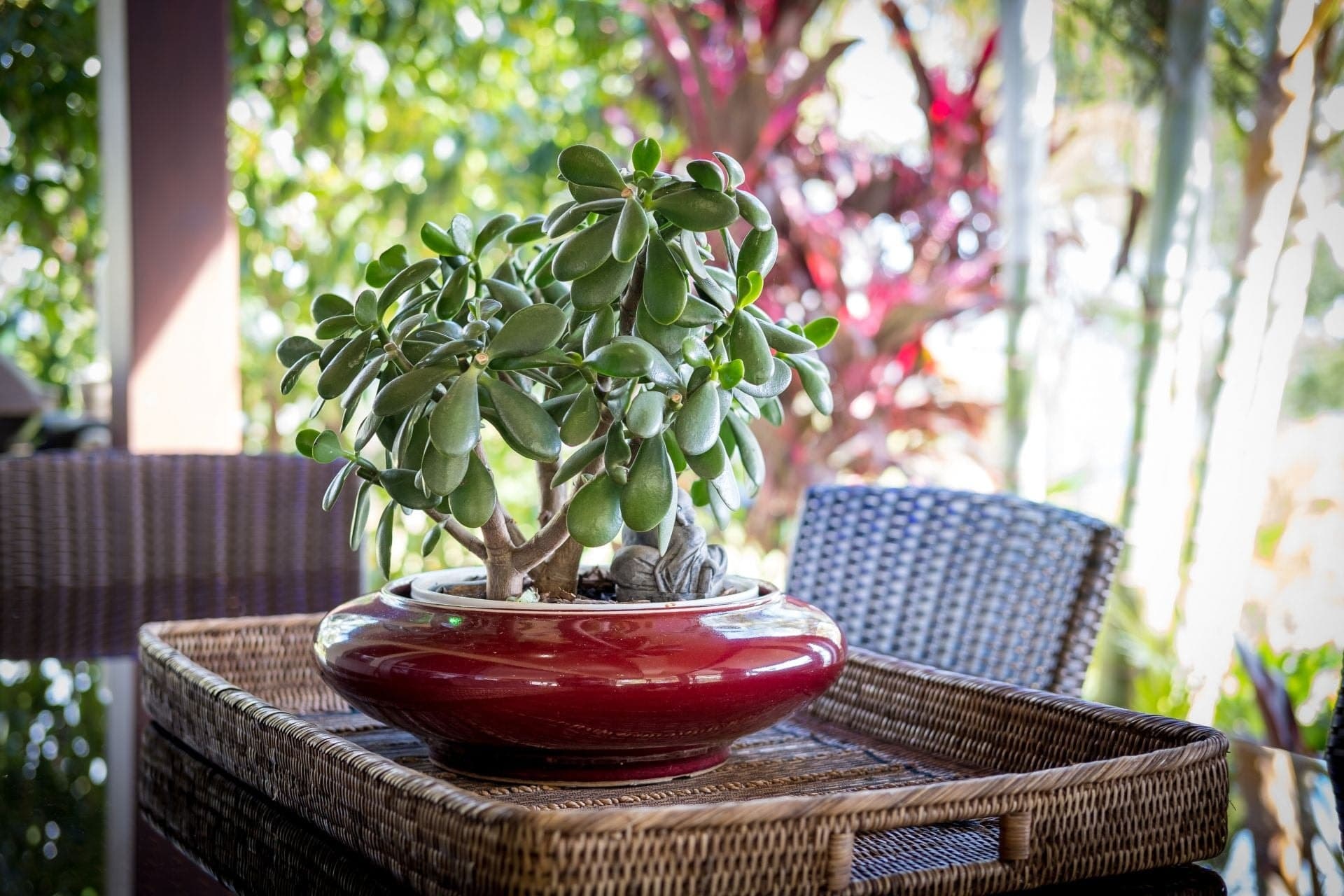 905E Main Western Road, Tamborine Mountain - Thumbnail 5