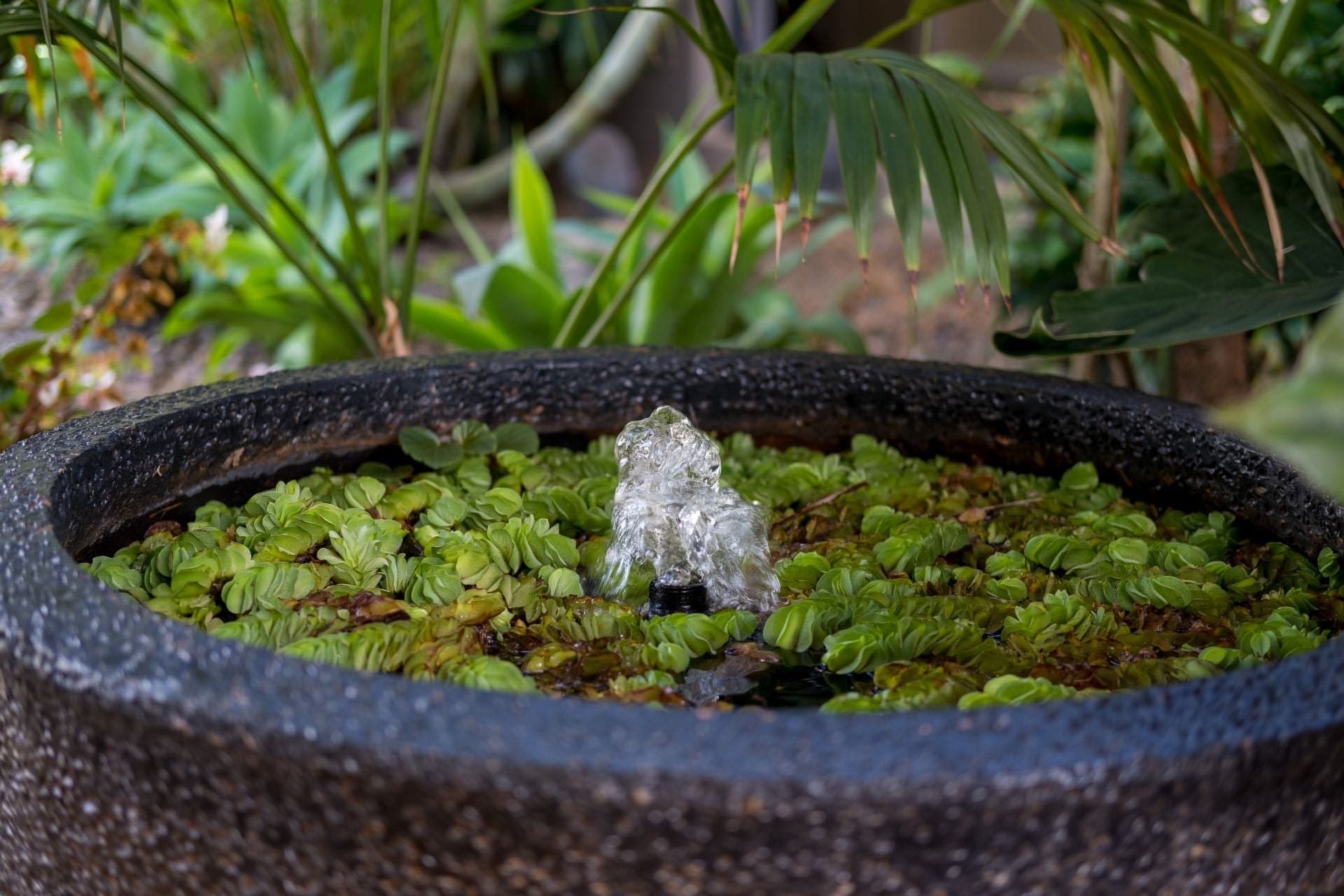 905E Main Western Road, Tamborine Mountain - Thumbnail 7