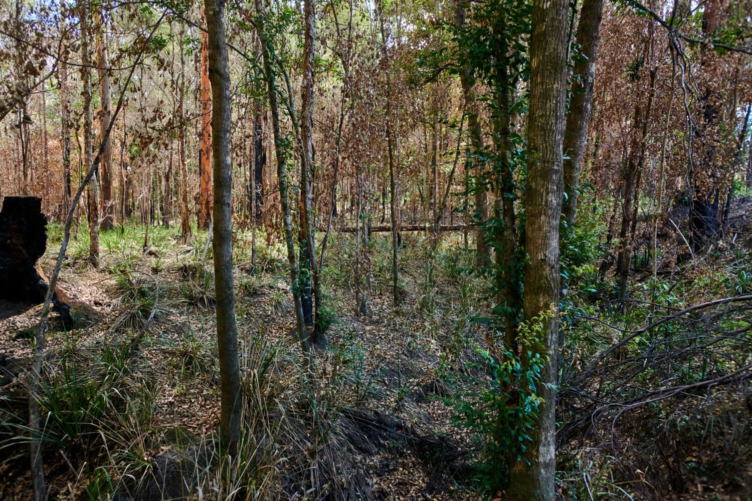 O_19 “ Vacant land Emu Creek ”, Bulahdelah - Thumbnail 8
