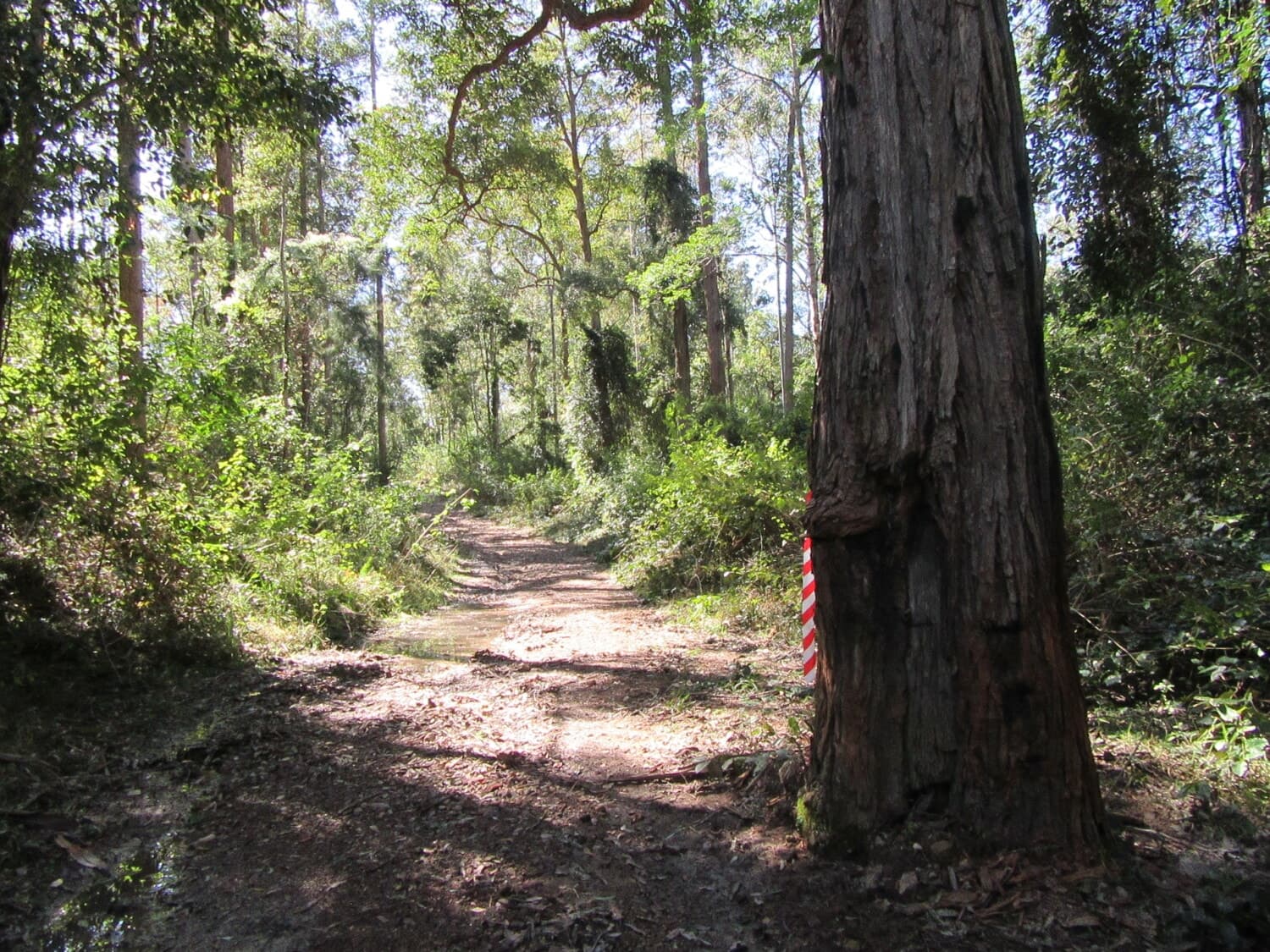 T_90 “ Small acreage with dwelling entitlement”, Bulahdelah - Thumbnail 8