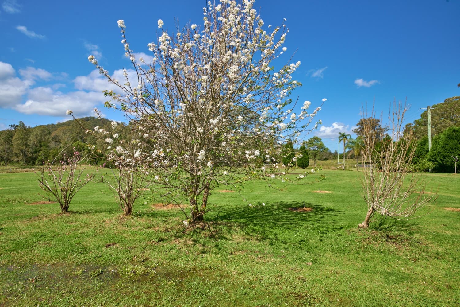 C_97 “ SMALL FARM CLOSE TO BULAHDELAH”, Bulahdelah - Thumbnail 6