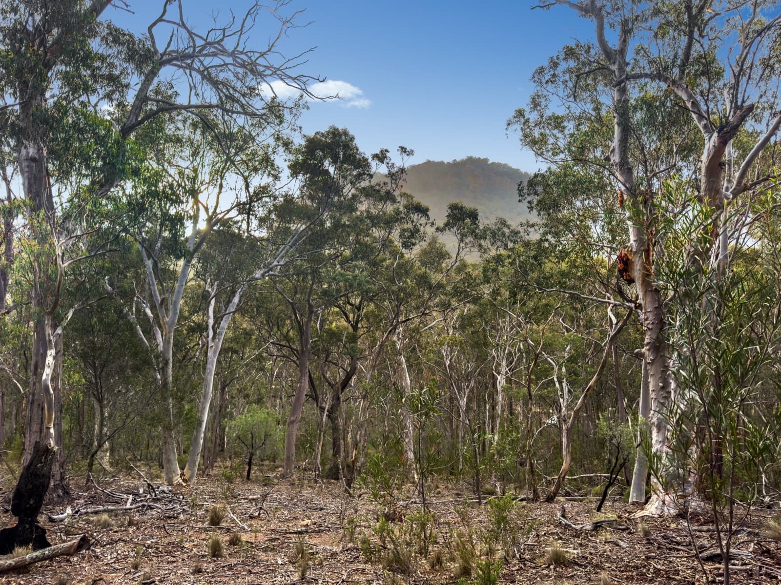 Lot 22 Glen Davis Road, CAPERTEE, Capertee - Image 1