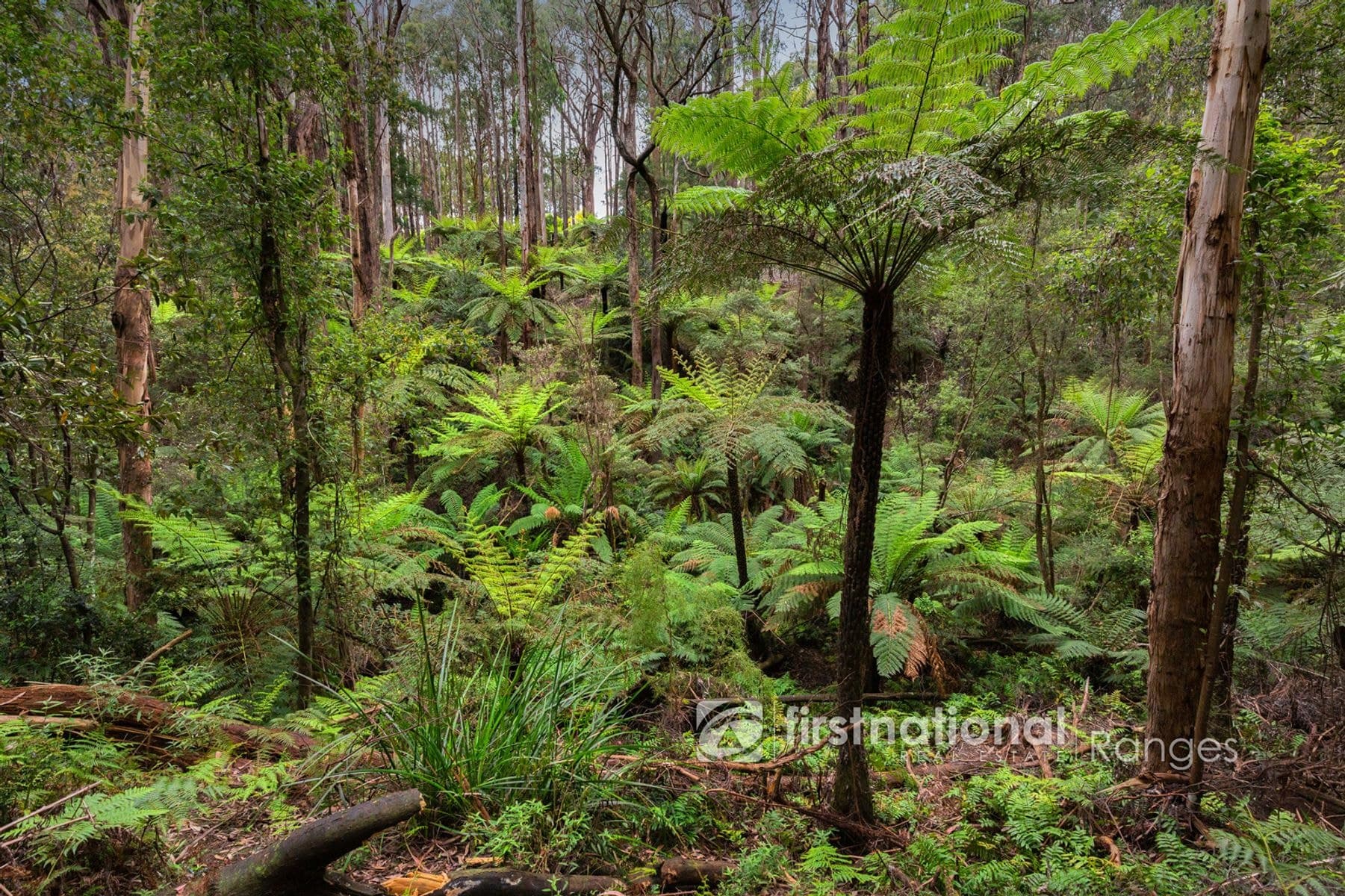 28 Morbey Road, Gembrook VIC 3783, Gembrook - Thumbnail 7