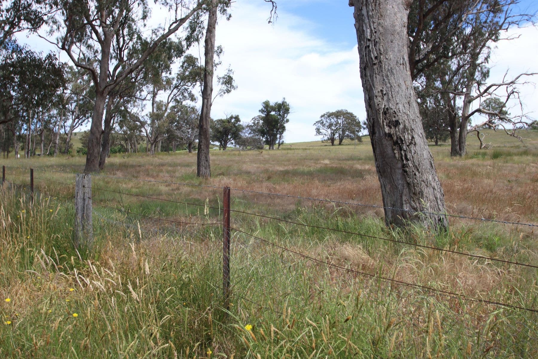 Lot 501 Neagles Lane, Tenterfield NSW 2372, Tenterfield - Thumbnail 4