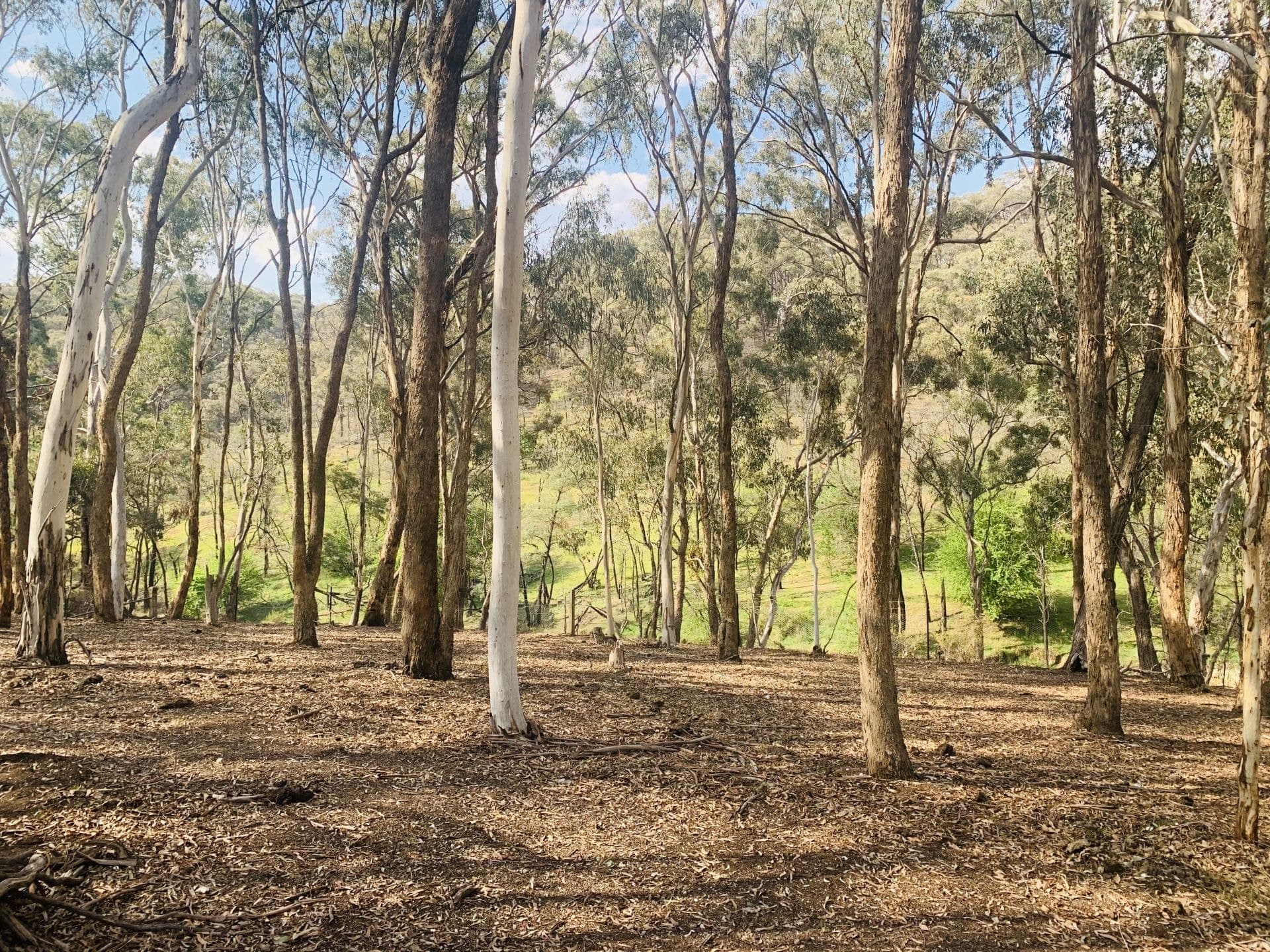 13 Brumbys Run Orange NSW, Orange - Thumbnail 5