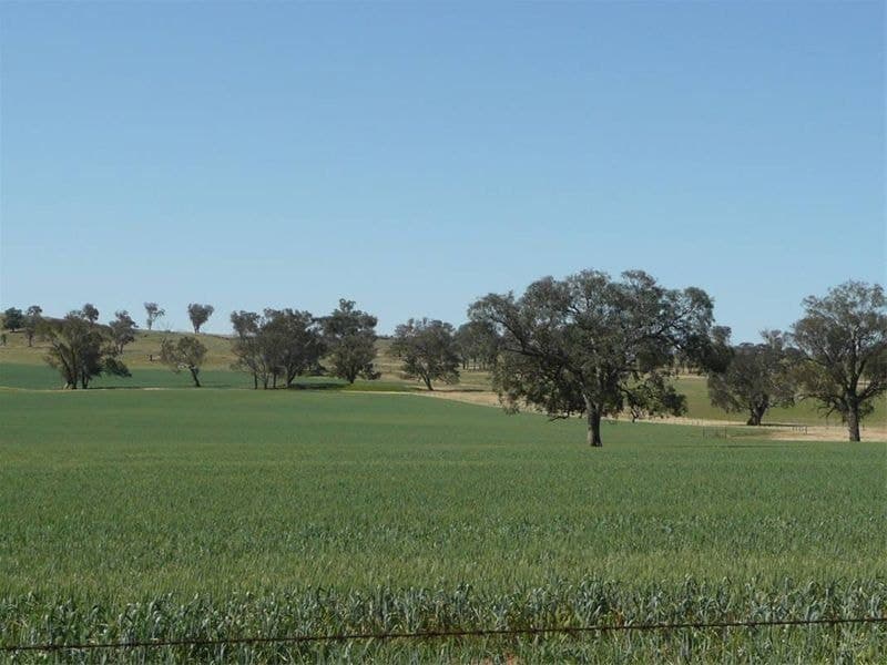 ORANGE NSW, Orange - Image 1