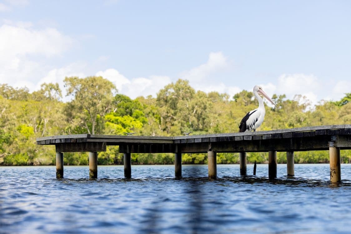 15 Ghostgum Court, TEWANTIN, QLD 4565, Tewantin - Thumbnail 8