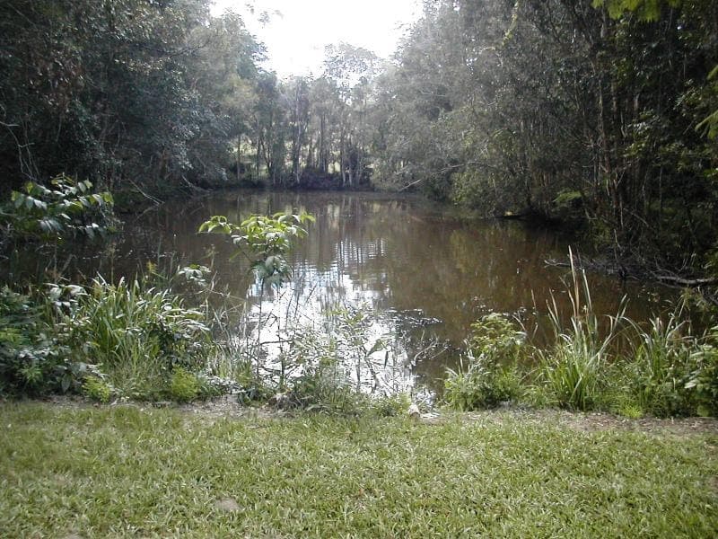 43 Bamboo Road, Palmwoods, Palmwoods - Thumbnail 3