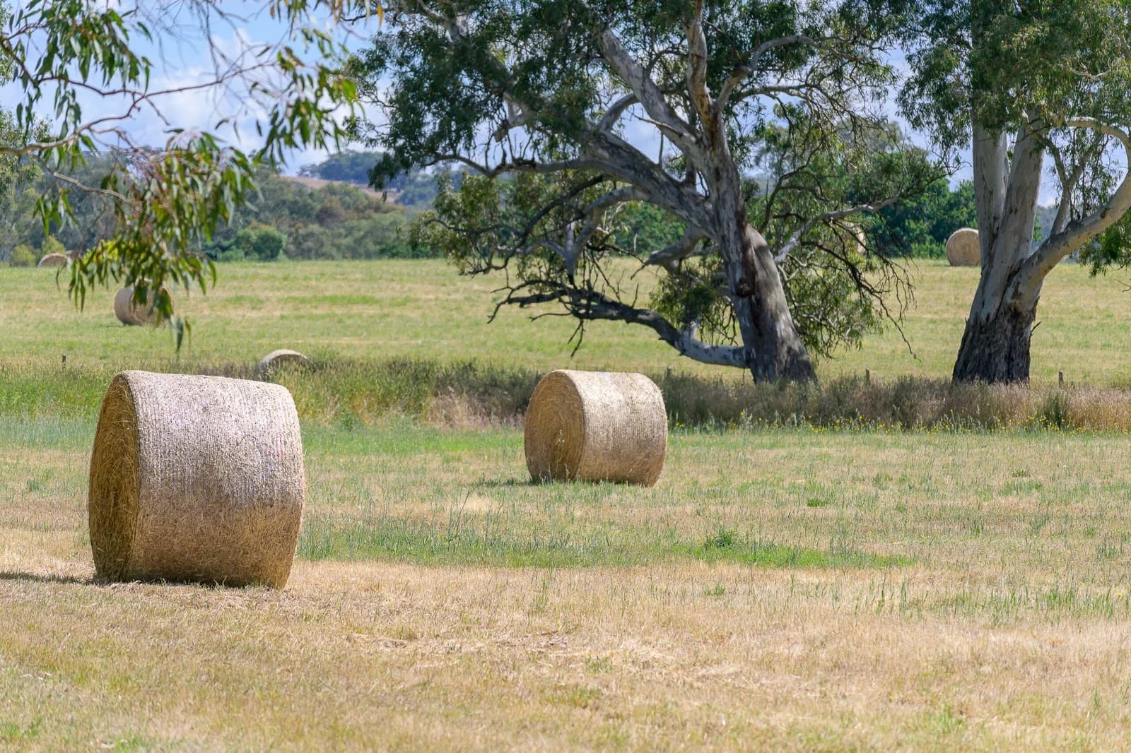Lot 21 Newman Road, Charleston - Thumbnail 6