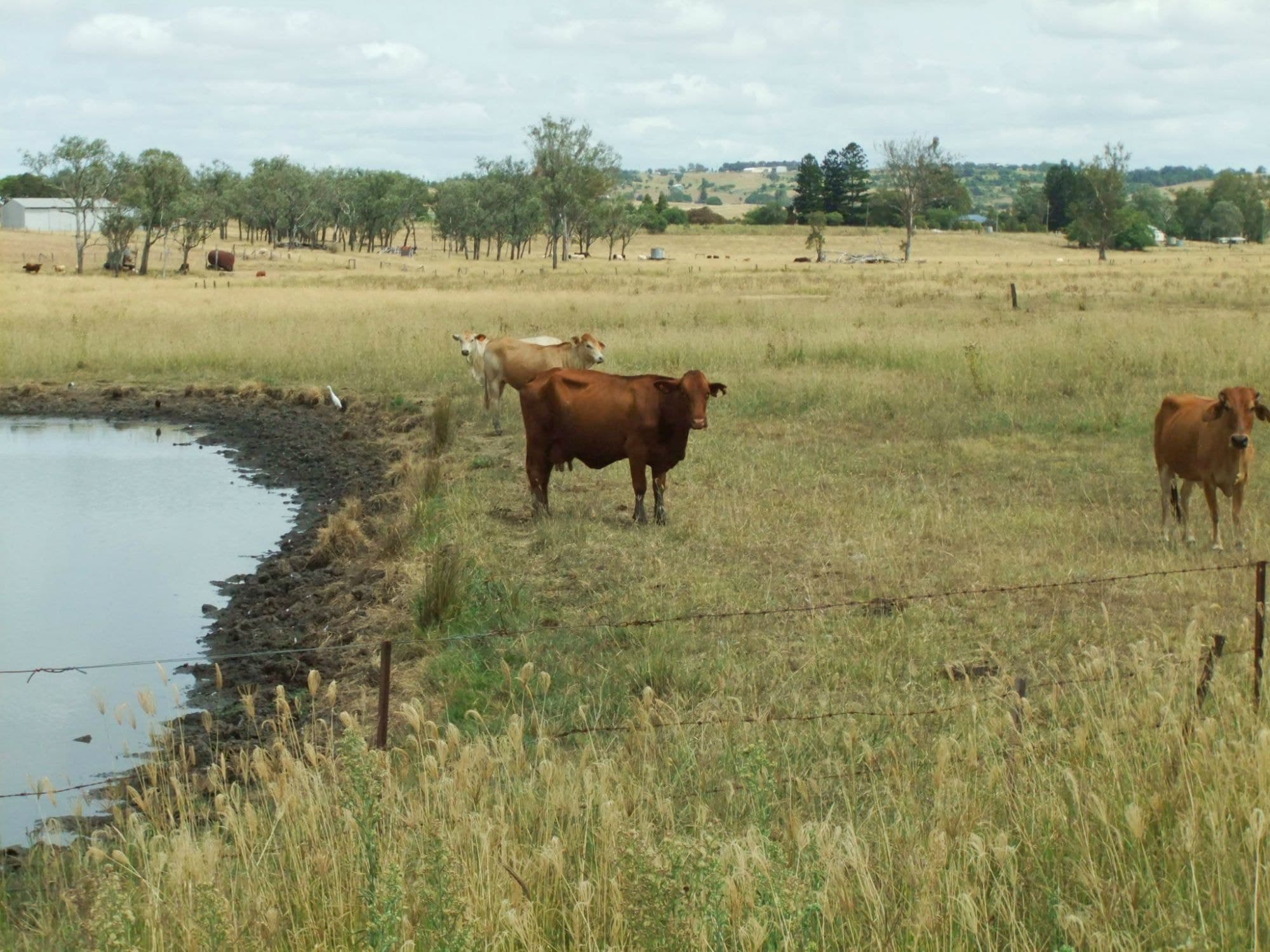 Lot 33 Ipswich Boonah Road, Boonah, Boonah - Thumbnail 6