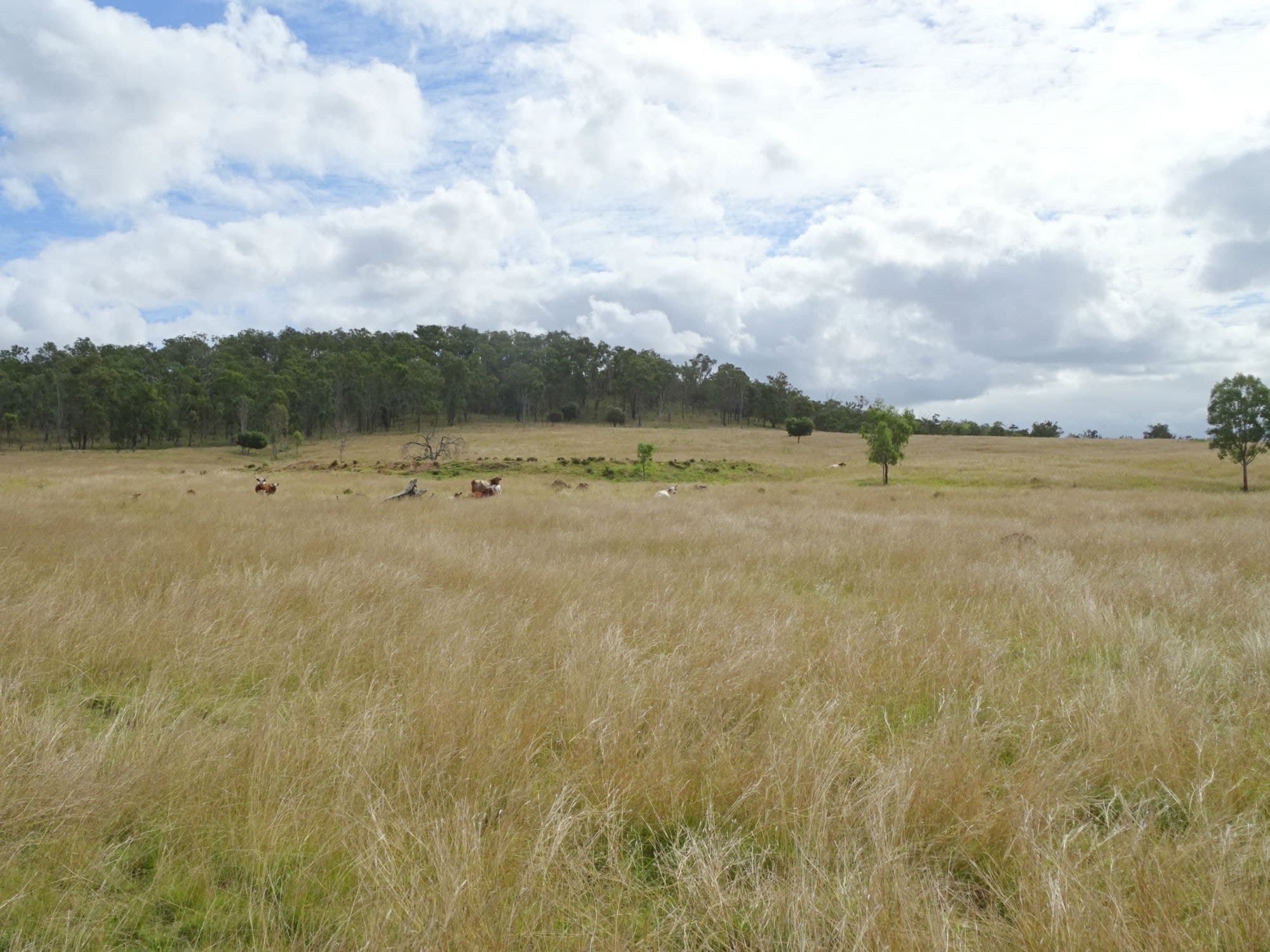 517 Munbilla Road, Munbilla - Thumbnail 6
