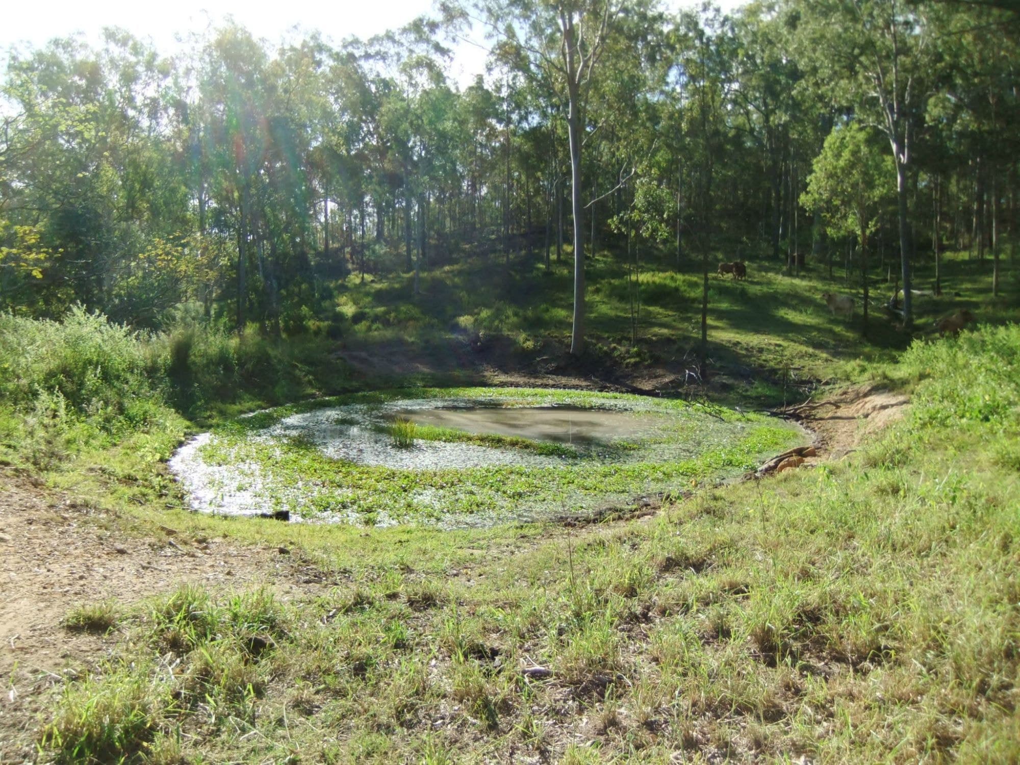 Lot 170 Zingelmann Road, Milbong - Thumbnail 3
