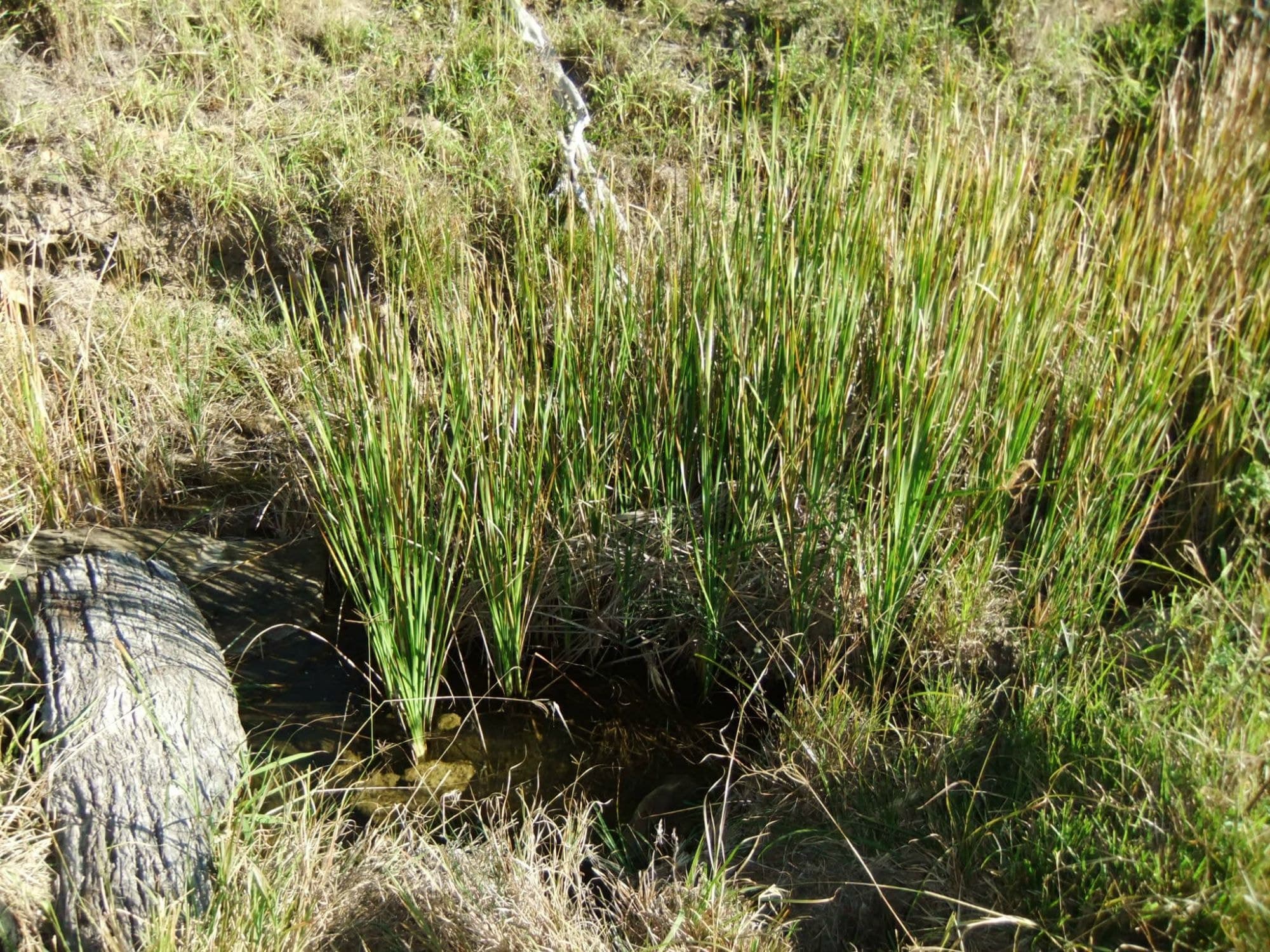 Lot 111 Zingelmann Road, Milbong - Thumbnail 5