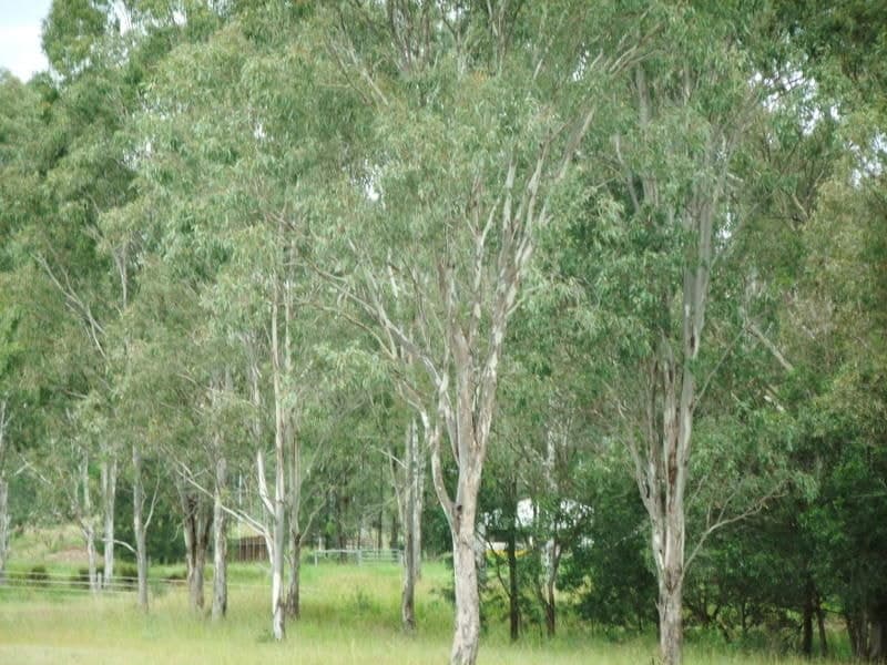 Lot 22 Carter Road, Aratula - Thumbnail 2