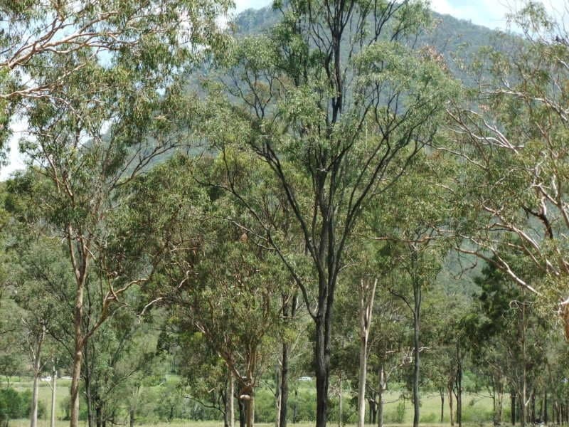 Lot 16 Duncan Drive, Aratula - Thumbnail 4