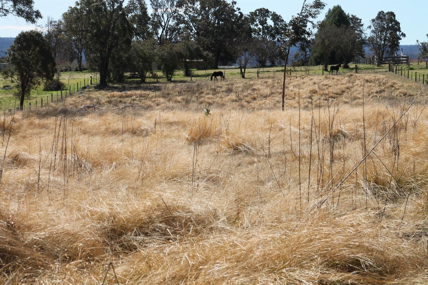 12 Casino Road, Tenterfield NSW 2372, Tenterfield - Thumbnail 3