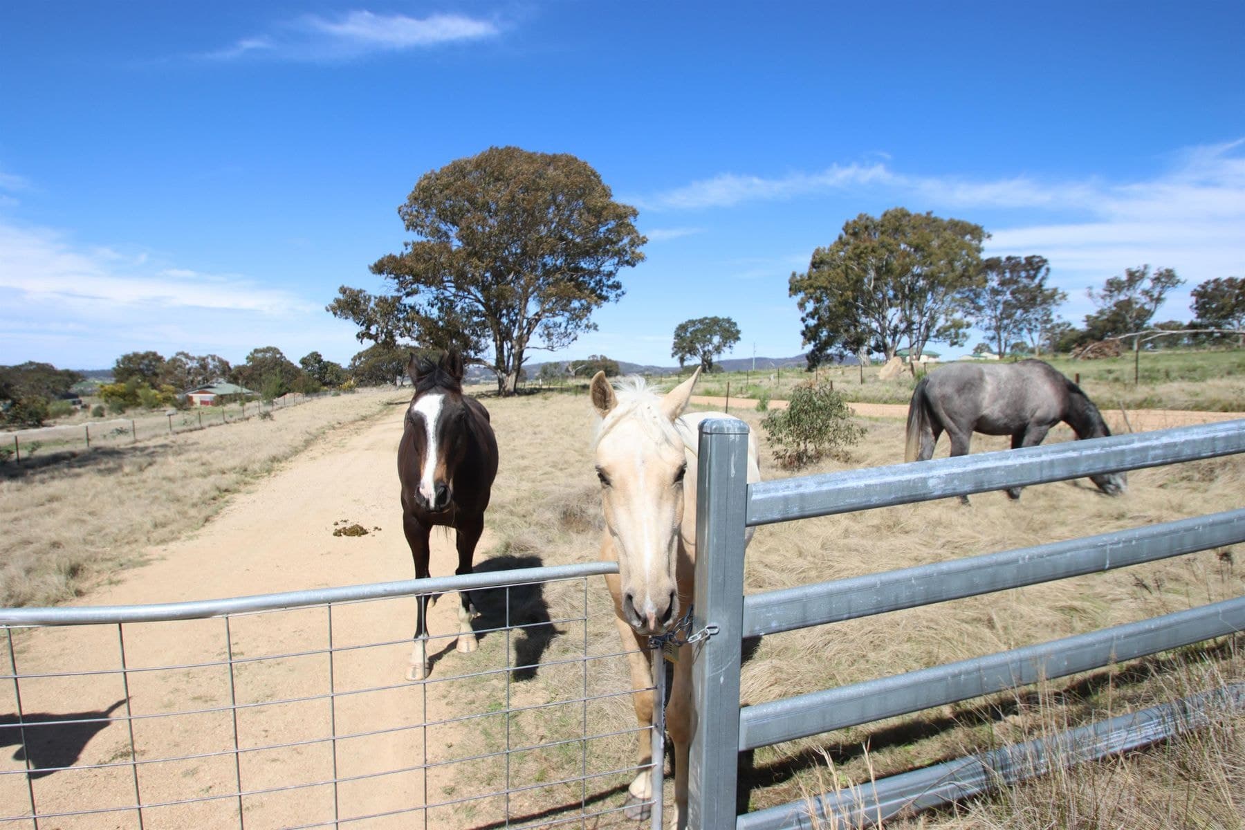 54 Neagles Lane, Tenterfield NSW 2372, Tenterfield - Image 1