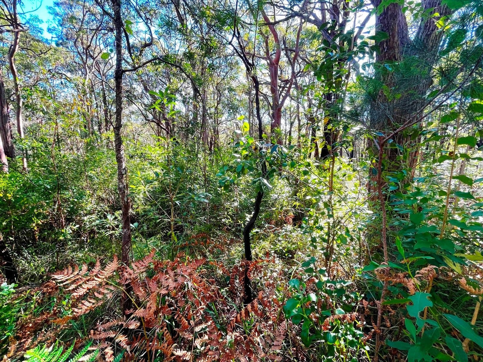 Lot 1077 Warialda Parkway, North Arm Cove NSW 2324, North Arm Cove - Thumbnail 2