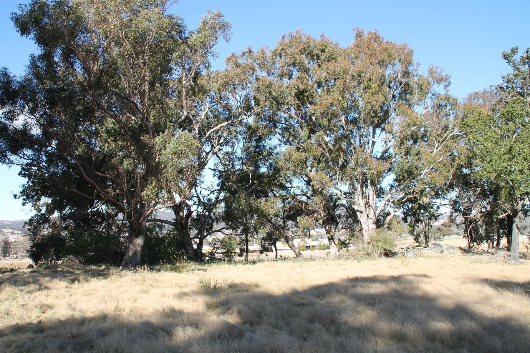 54A Neagles Lane, Tenterfield NSW 2372, Tenterfield - Thumbnail 3