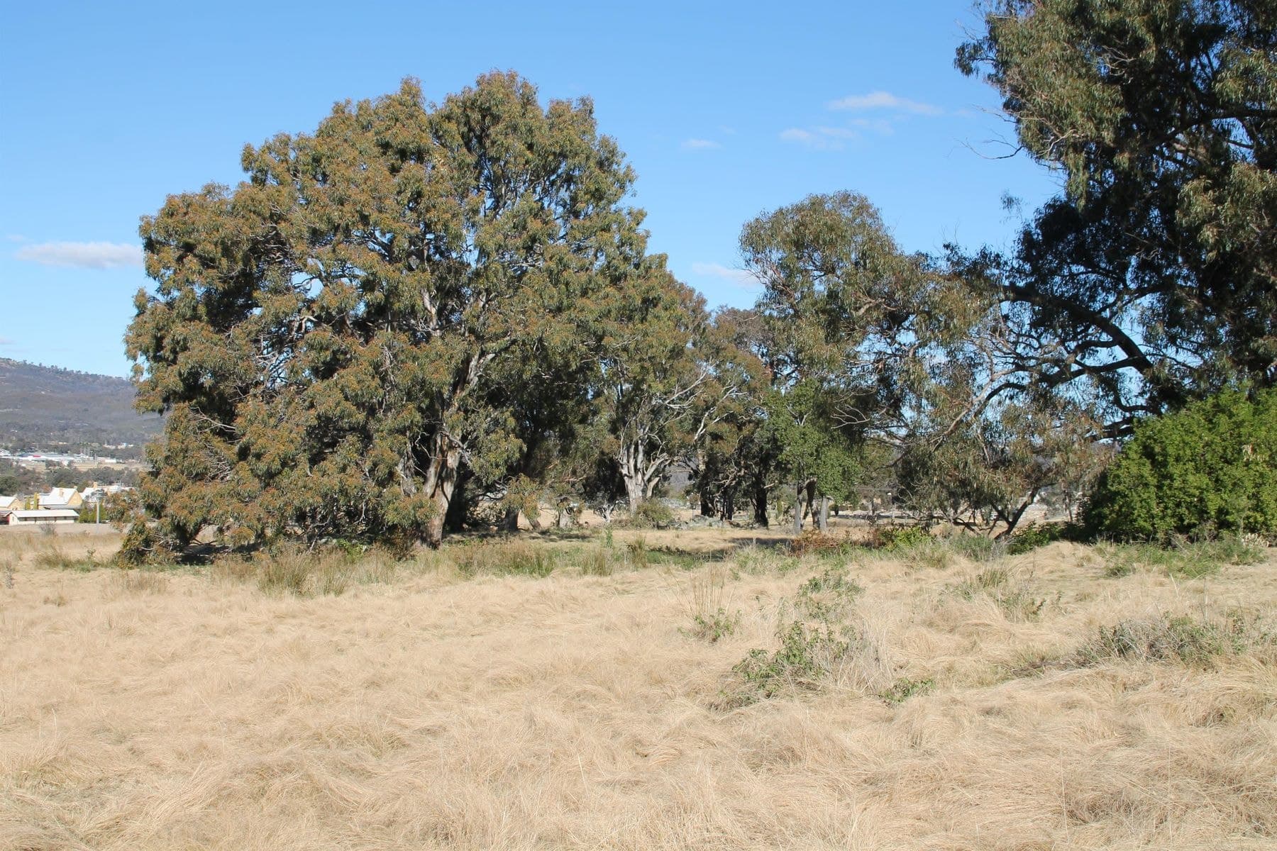 54A Neagles Lane, Tenterfield NSW 2372, Tenterfield - Thumbnail 4