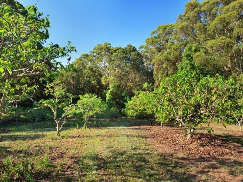 39 Towen Mountain Road, West Woombye, West Woombye - Thumbnail 6