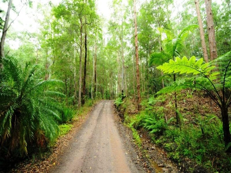 240 Paskins Road, Palmwoods, Palmwoods - Thumbnail 7