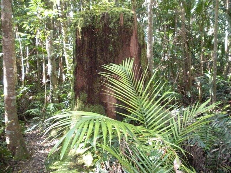 114 Diddillibah Road, Woombye, Woombye - Thumbnail 6